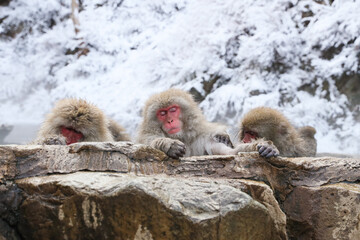 Snow monkeys soak in hot springs of Japan (温泉に入るニホンザル)