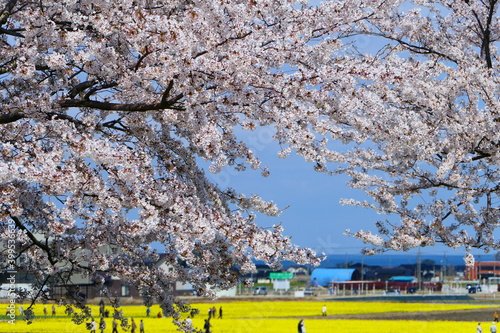 北陸のサクラの名所 舟川べり桜並木 朝日 富山 日本 4月中旬 Wall Mural 義美 前田 北陸のサクラの名所 舟川べり桜並木 朝日 富山 日本 4月中旬 Wall Mural 義美 前田
