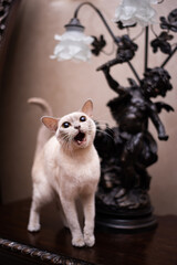 kitten scottish british cat burma munchkin animals
