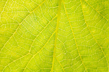 natural green leaf textures for wallpaper