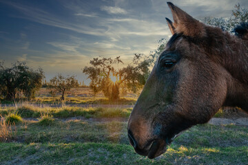 Brown horse in sunset golden light.