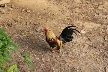 vorwerk chicken and coq on a pasture in summer