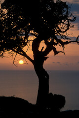 CYPRUS LARNAKA OLIVE TREE