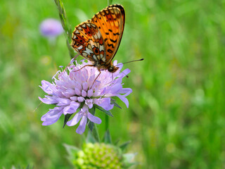 Dostojka selene (Boloria selene) na łace na kwiatku Świerzbnicy polnej (Knautia arvensis (L.)
