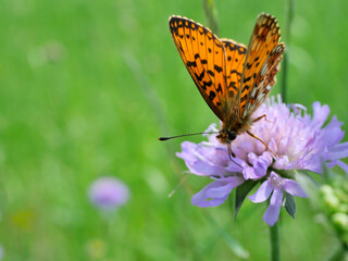 Dostojka selene (Boloria selene) na łace na kwiatku Świerzbnicy polnej (Knautia arvensis (L.)