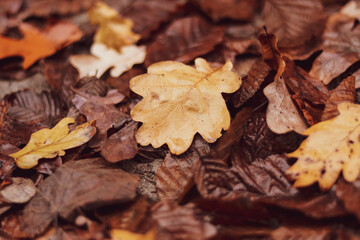 Autumn background of fallen wet oak leaves
