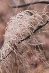 First frosts. An icy panicle of a cereal plant.