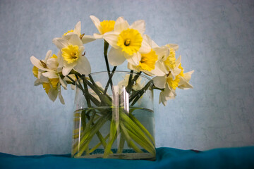 Bouquet of yellow daffodils in a clear glass vase against a blue wall