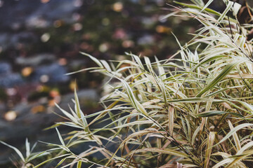 First frosts. An icy panicle of a cereal plant.
