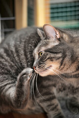 Cat Scratching the neck due to fleas