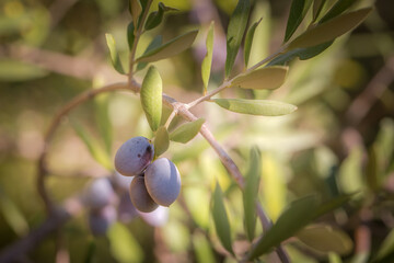Ripe black natural organic bio olives hanging on a branch in sunny Turkey in autumn.