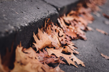 Dry oak leaves have accumulated along the curb on a gray road