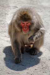 Un singe à Miyajima, au regard menaçant