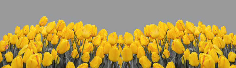 Banner mit gelben Tulpen. Trend Farben color of the year 2021 Illuminating yellow