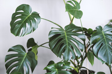 Monstera deliciosa or Swiss cheese plant in a gray concrete flower pot stands on a table on a gray background.Hipster scandinavian style room interior.