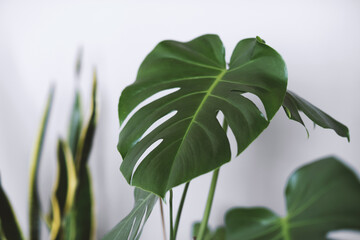 Monstera deliciosa or Swiss cheese plant in a gray concrete flower pot stands on a table on a gray background.Hipster scandinavian style room interior.