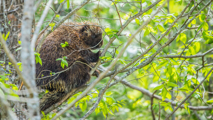 Fototapeta premium porcupine eating in treetop
