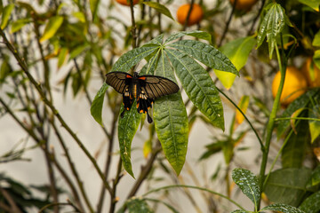 Colorful butterfly standing on a plant leaf