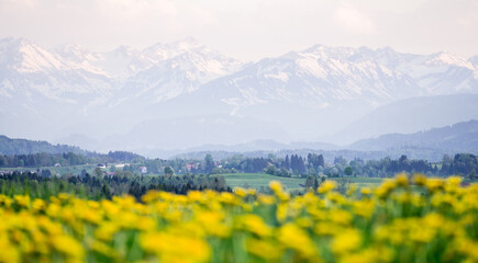 Fototapeta na wymiar Yellow flowers meadow and beautiful view to snow covered mountains. Kempten, Bavaria, Alps, Allgau, Germany.