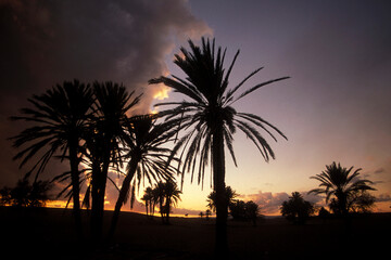 Obraz premium CYPRUS LARNAKA PALM TREE