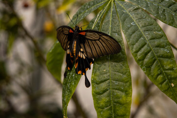 Colorful butterfly standing on a plant leaf