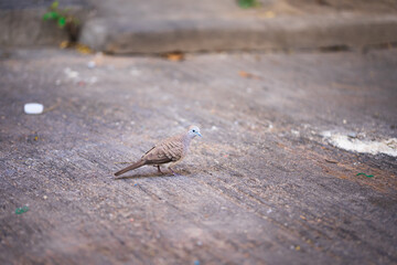 Zebra Dove or Barrec ground Dove or Javanese striated Ground Dove stands on a concrete road. It has brown hair and furrow-like marks. There is a scientific nam Geopelia striata.