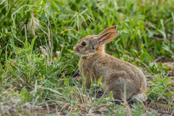 Naklejka na ściany i meble wild young rabbit in grass