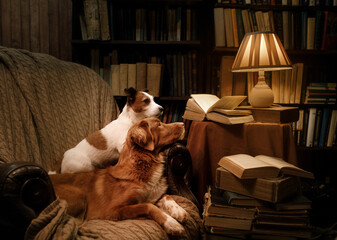 Fototapeta na wymiar two dogs in a chair in the library. Nova Scotia Duck Tolling Retriever and Jack Russell Terrier together