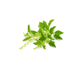 Holy basil on white background