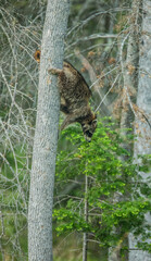 raccoon in tree