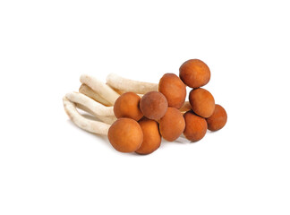 Yanagi-matsutake mushroom on white background