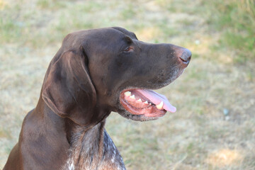 German Shorthaired Pointer male