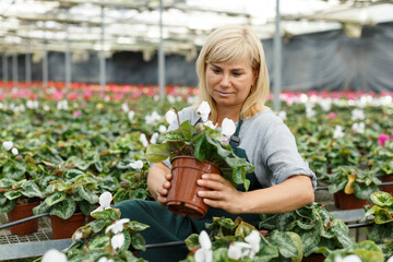 Cheerful mature woman gardener in apron choosing flowers of white cyclamen in pot