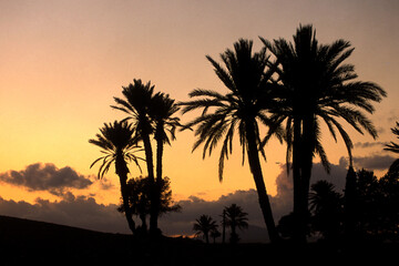 Obraz premium CYPRUS LARNAKA PALM TREE