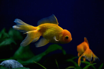 Fototapeta premium .Goldfish in an aquarium on a dark background