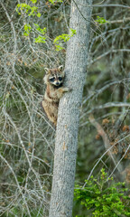 raccoon in tree