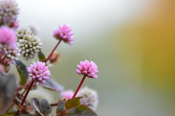 ヒメツルソバのピンクの花