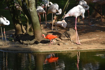 Fototapeta premium Taipei Zoo in Taipei, Taiwan