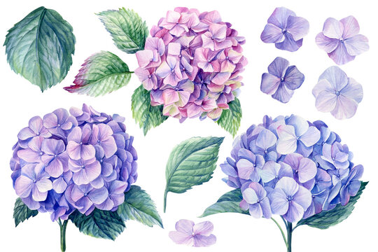 Blue hydrangea flowers, branches and leaves, watercolor painting