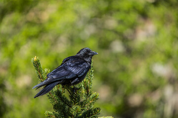 black raven in rain