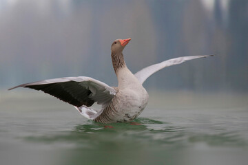  Graugans (Anser anser) landet auf Wasser