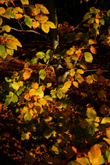 Orange beech leaves in the morning sun.