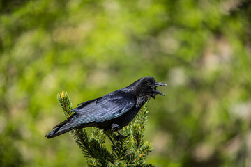 black raven in rain