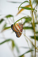 Colorful butterfly standing on a plant leaf