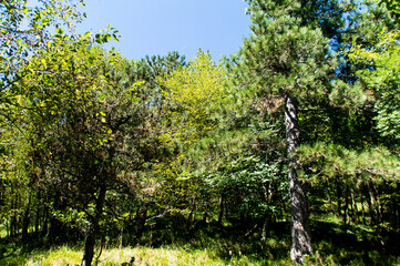 Fototapeta premium La vegetazione nel bosco