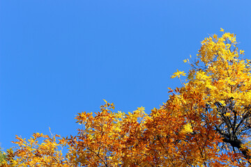 Clear sunny sky and golden leaves