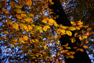Orange beech leaves in the morning sun.