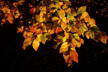 Orange beech leaves in the morning sun.
