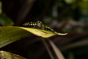 Colorful butterfly standing on a plant leaf