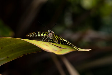 Colorful butterfly standing on a plant leaf